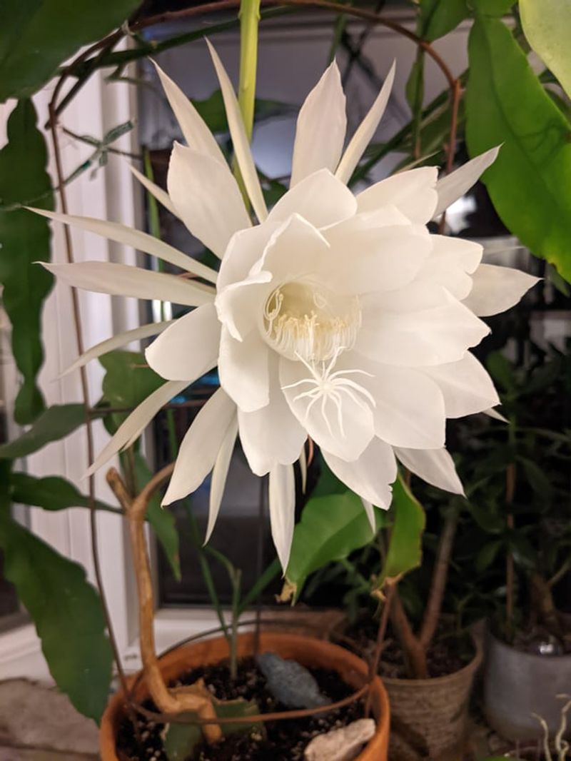 Queen Of The Night Blooms After Dark