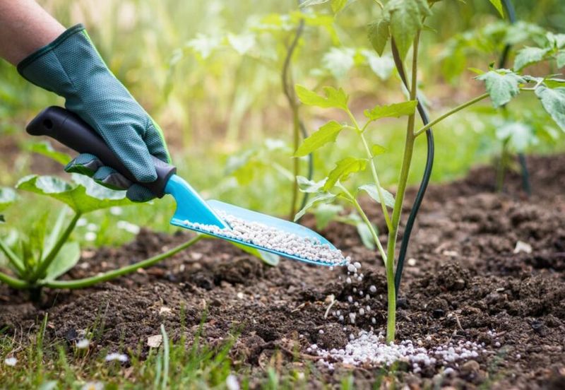 Quick-Release Nitrogen Is Especially Vulnerable To Heavy Rain