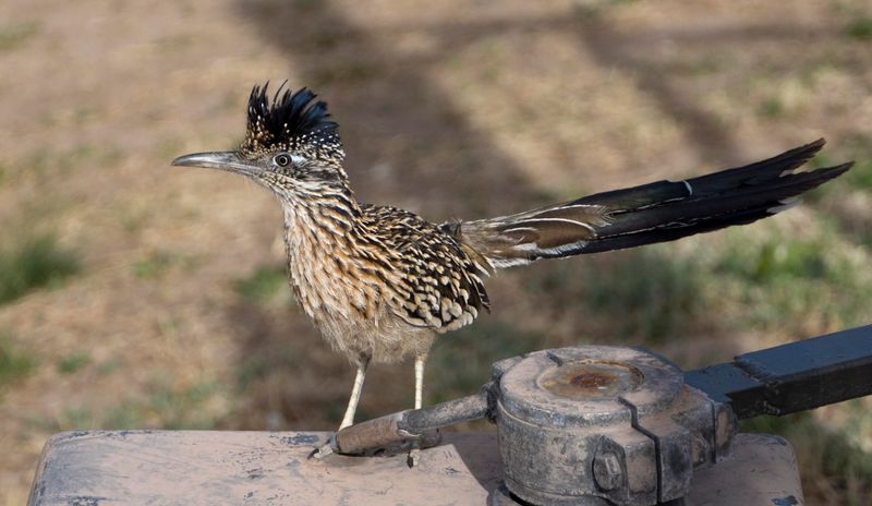 Quiet Areas Give These Birds Room To Roam Quiet Areas Give These Birds Room To Roam