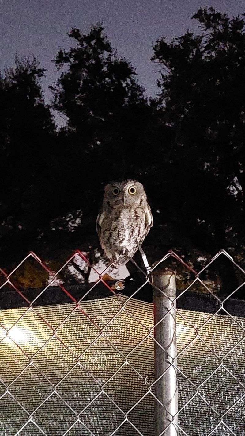 Quiet California Yards Can Become Regular Nighttime Stops