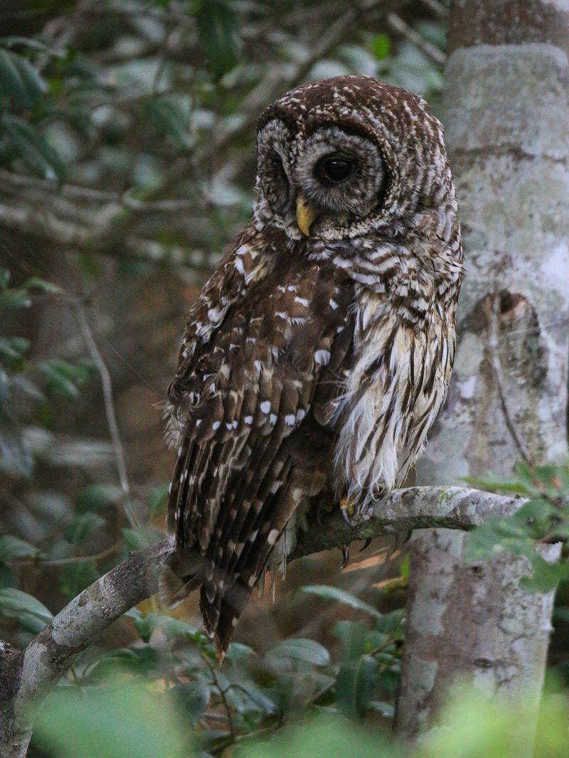 Quiet Mature Trees Offer Daytime Roosts Close To Homes Quiet Mature Trees Offer Daytime Roosts Close To Homes