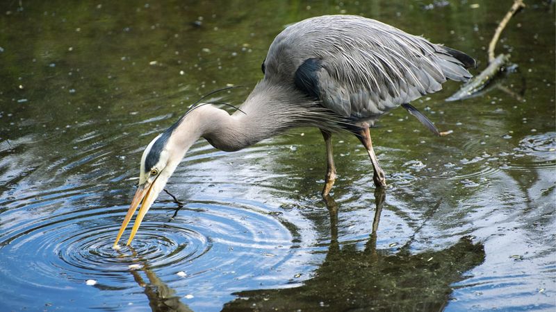 Quiet Pond Edges Give Them Space To Hunt