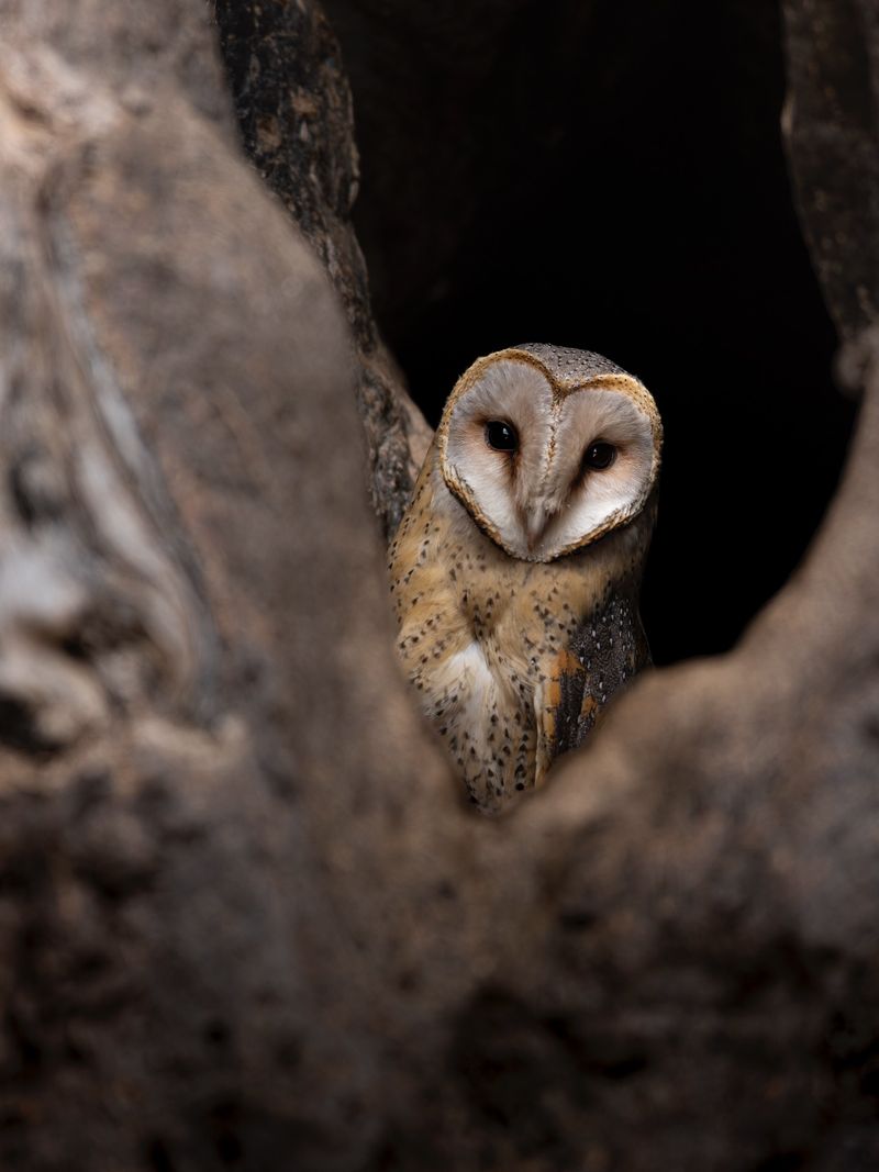Quiet Trees And Barns Are Feeling Safe Enough