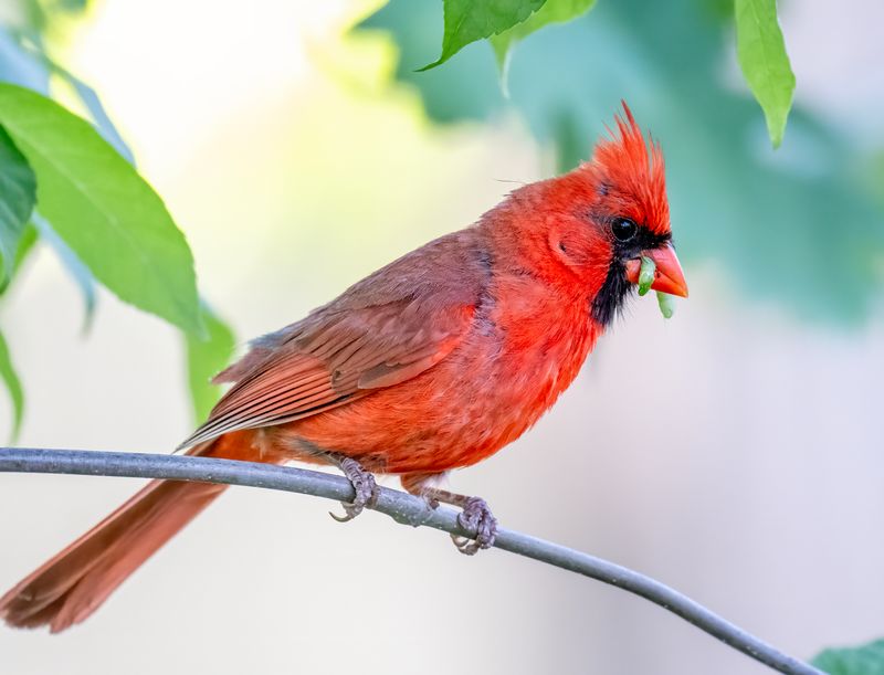 Quieter Mornings Can Signal Territorial Season Winding Down