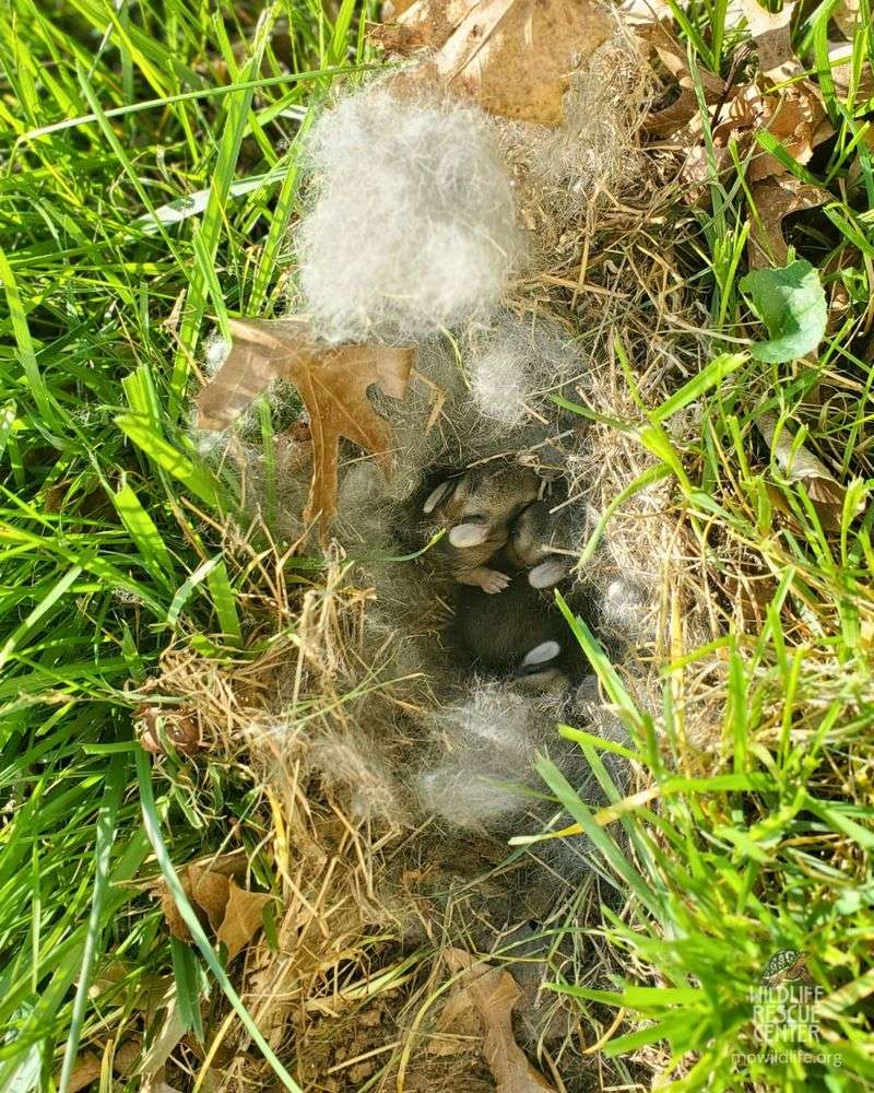 Rabbit Nests Hidden Under Loose Grass