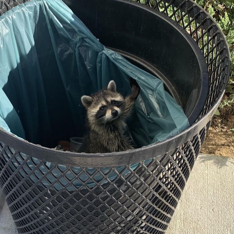 Raccoons Come With More Rules Than Most People Expect Raccoons Come With More Rules Than Most People Expect