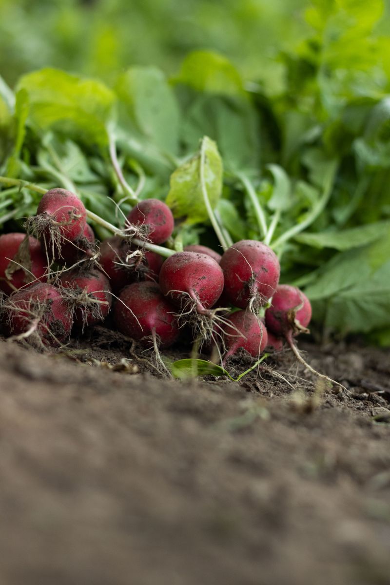 Radishes Radishes