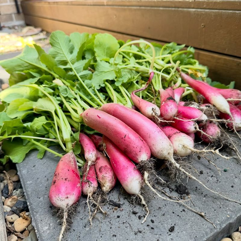 Radishes Radishes