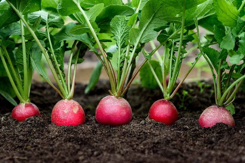 Radishes Radishes