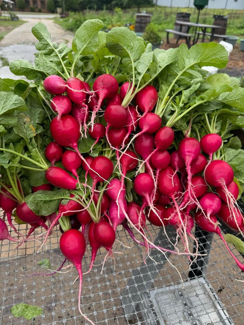 Radishes Radishes