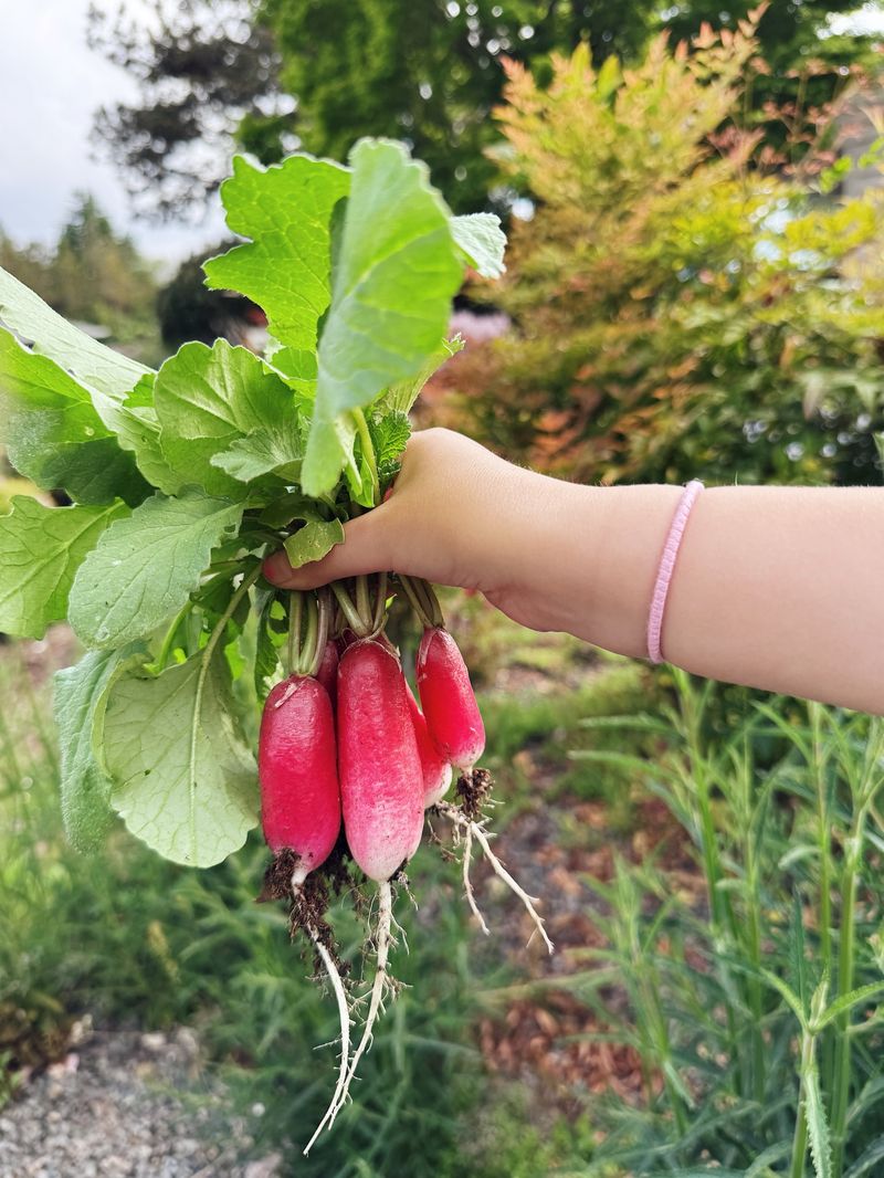 Radishes