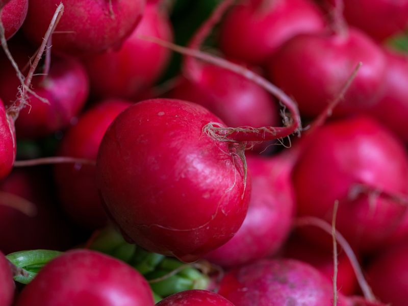 Radishes