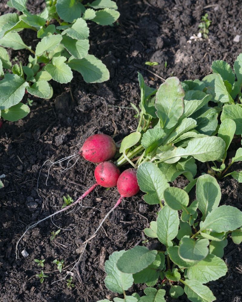 Radishes Bring Edible Tops Along With Quick Roots