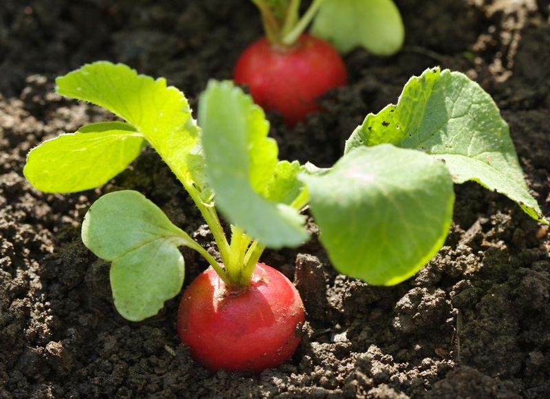 Radishes Fit Naturally Into The Final Days Of August