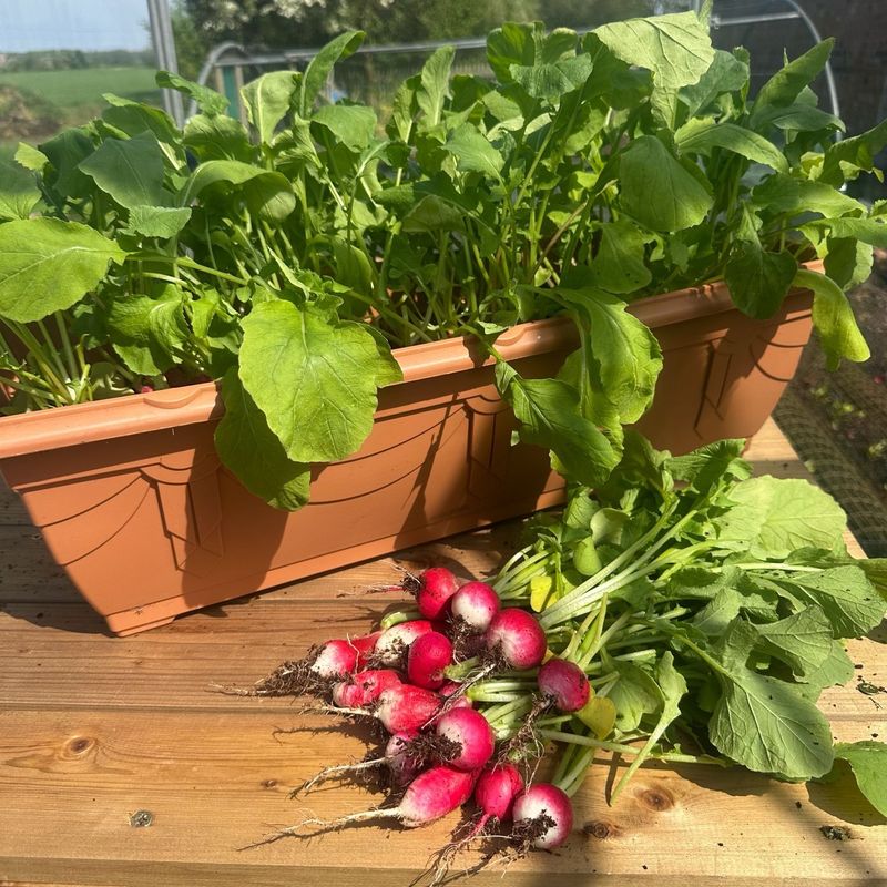 Radishes Grow Remarkably Fast Radishes Grow Remarkably Fast
