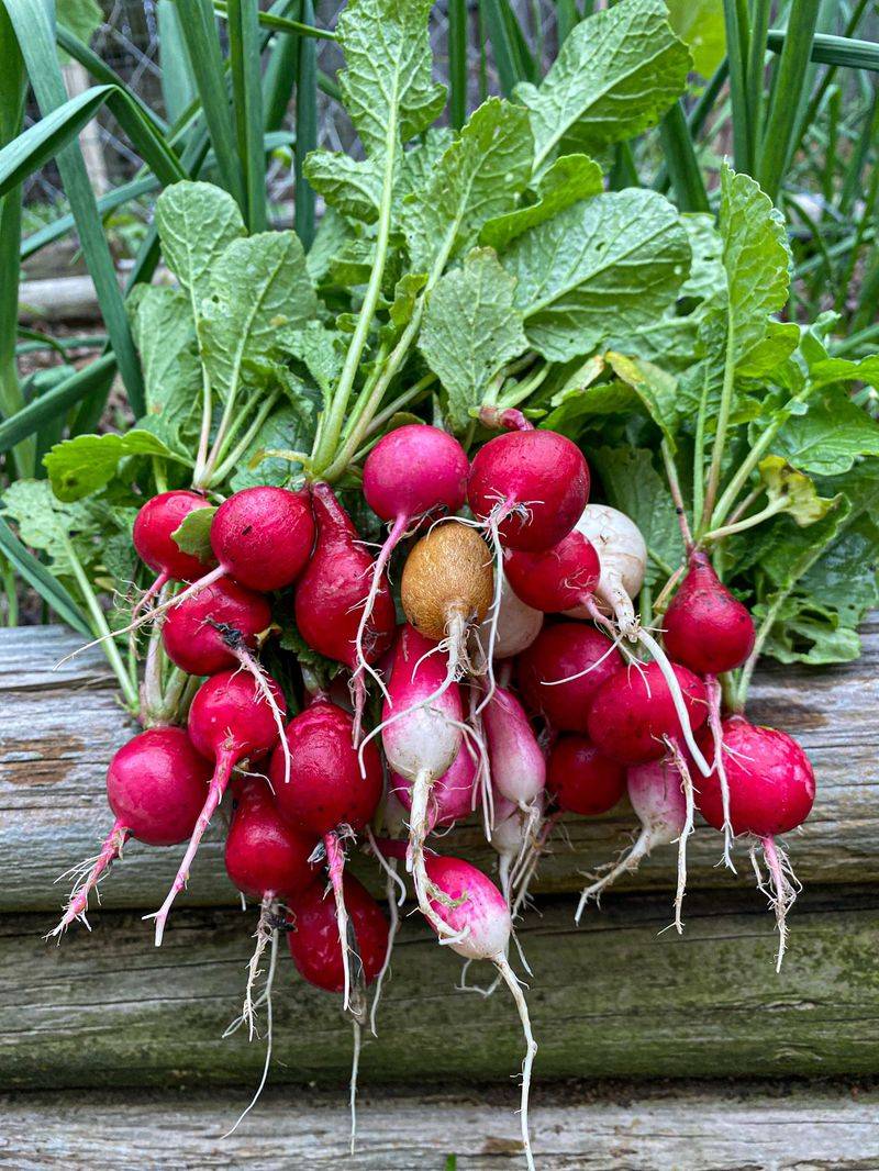 Radishes Love The Return Of Cool Weather Radishes Love The Return Of Cool Weather