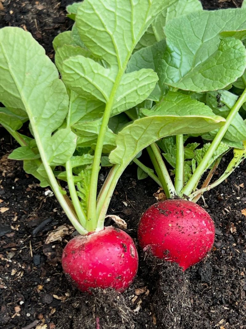 Radishes Make The Most Of Cooler September Weather