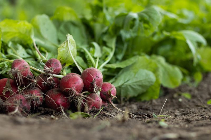 Radishes Mature Fast For Early Harvests