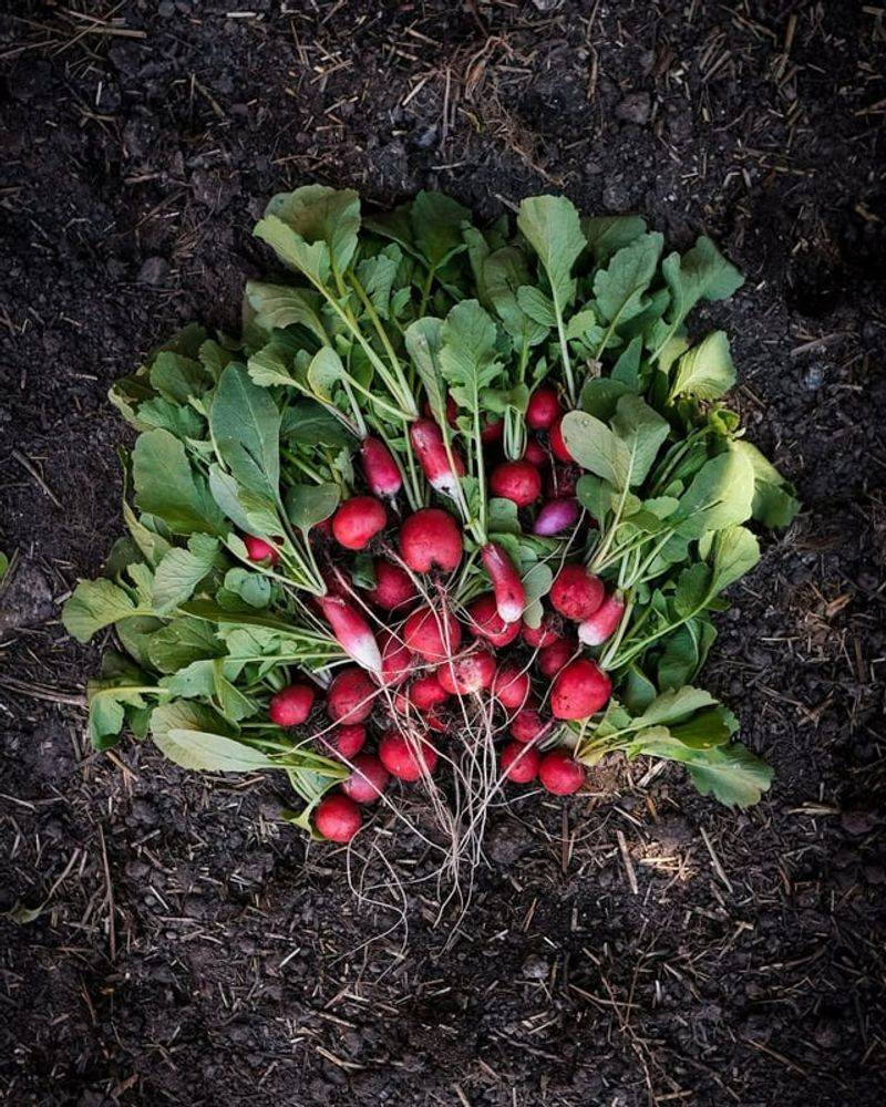 Radishes Race From Seed To Harvest Radishes Race From Seed To Harvest