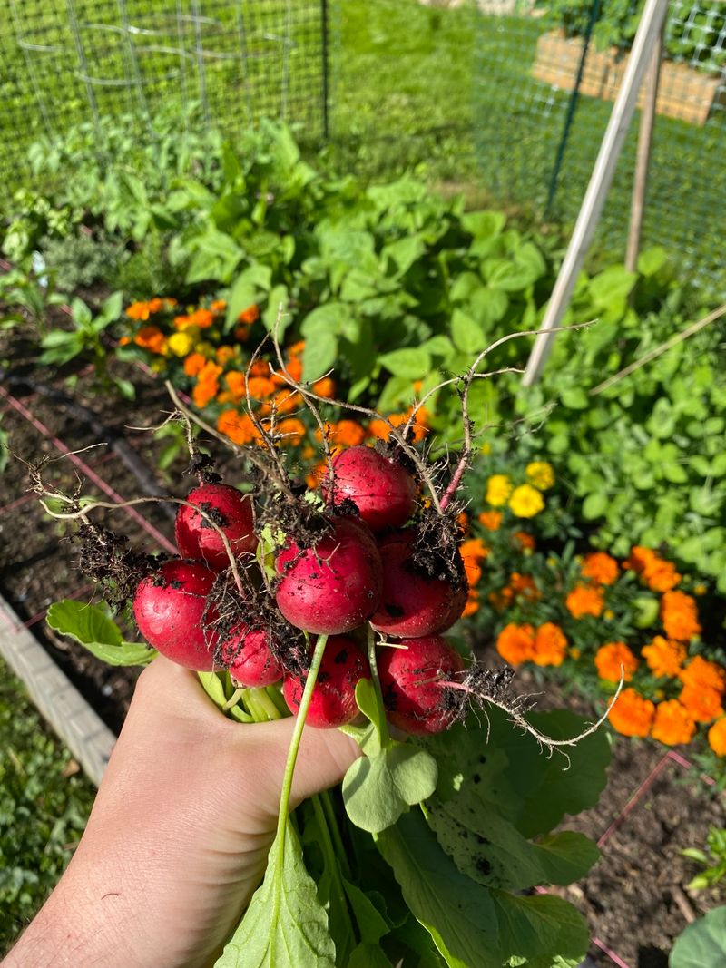Radishes Racing From Seed To Harvest Fast Radishes Racing From Seed To Harvest Fast