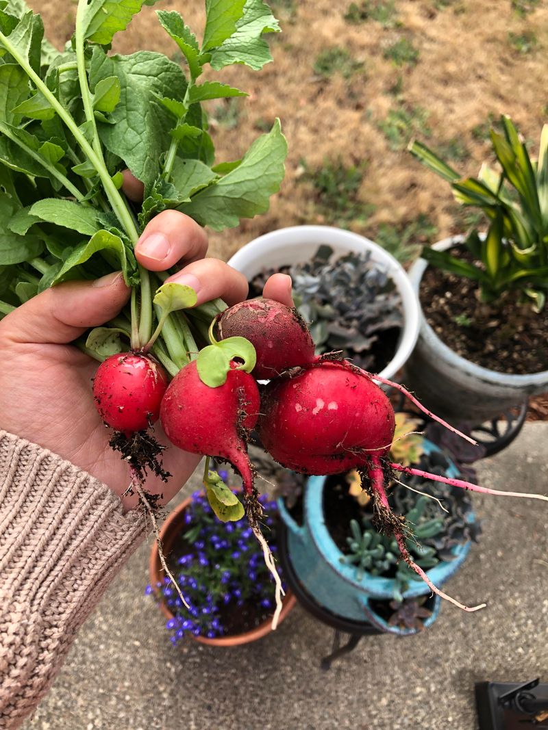 Radishes Racing From Seed To Harvest Radishes Racing From Seed To Harvest
