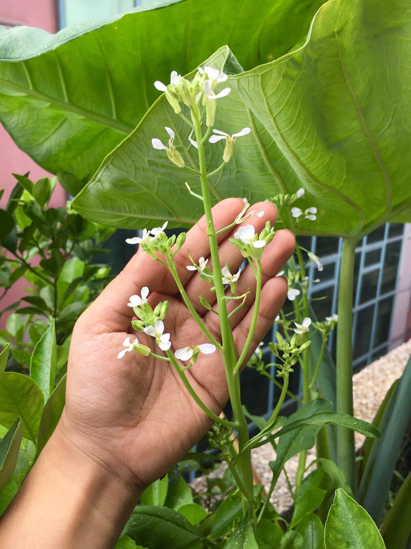 Radishes Send Up Flower Stalks