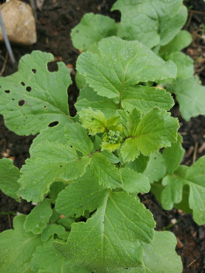 Radishes Turn Tough When They Bolt