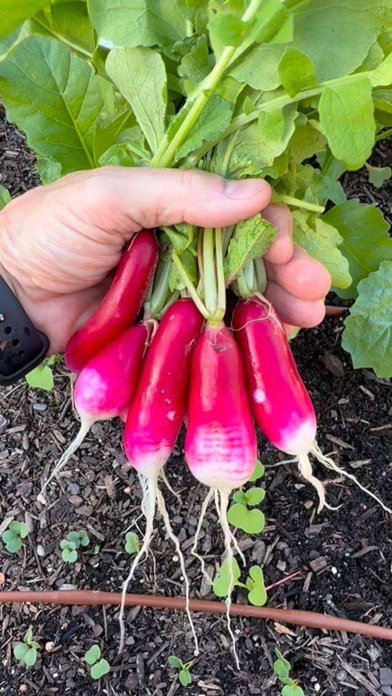 Radishes Zip From Seed To Plate Radishes Zip From Seed To Plate