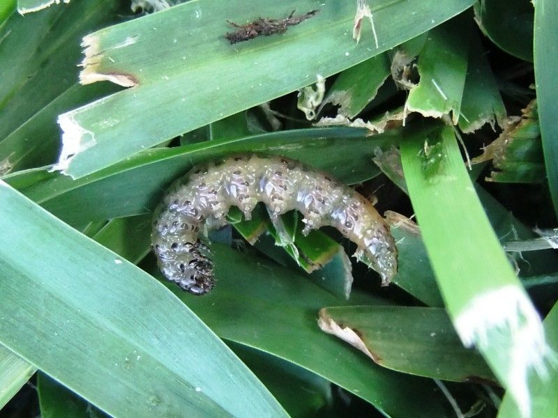 Ragged Grass Blades Reveal Their Nighttime Feeding