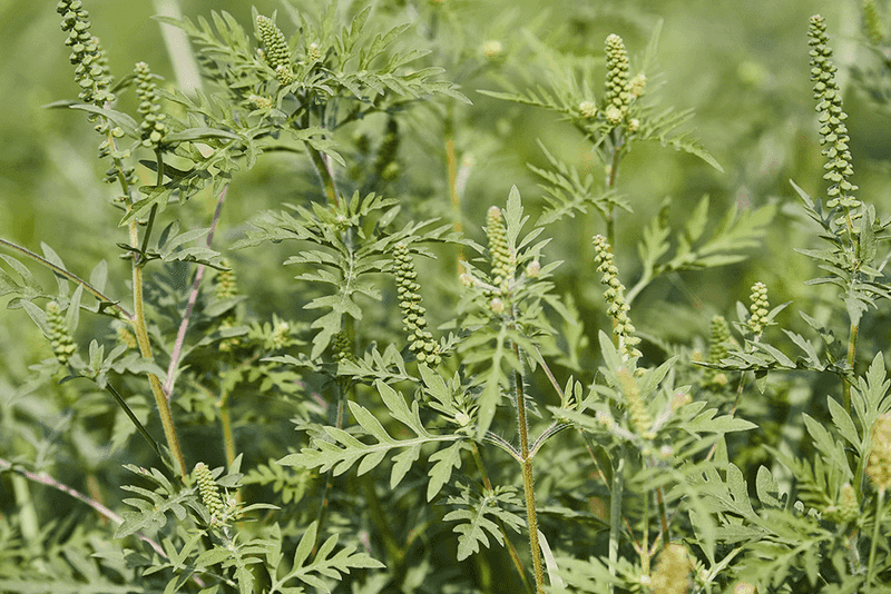 Ragweed Is The Real Fall Allergy Culprit