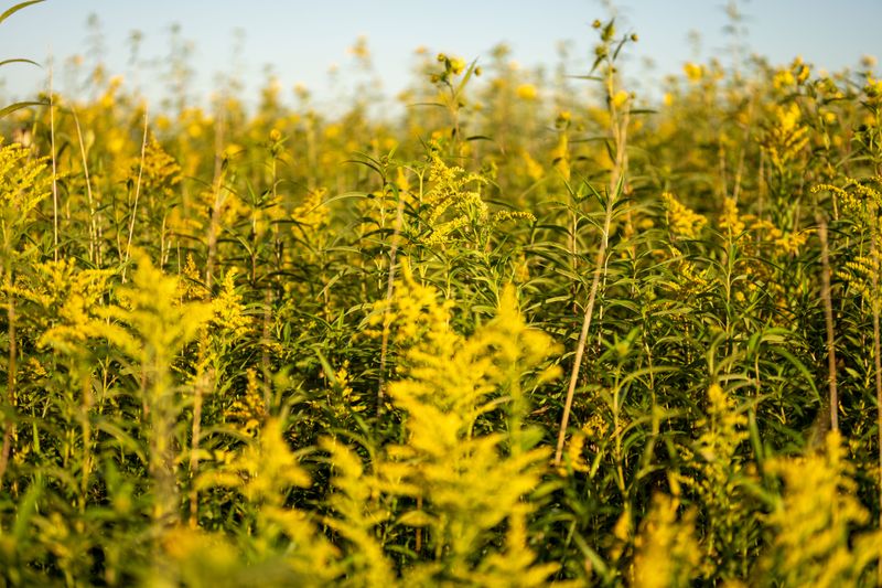 Ragweed Pollen Peaks In Late Summer Ragweed Pollen Peaks In Late Summer