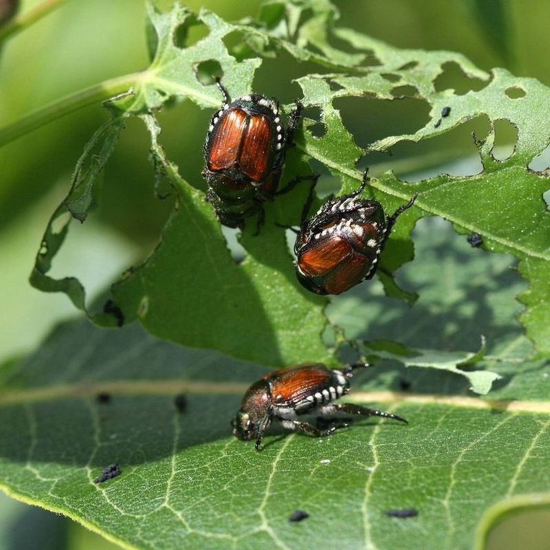 Rain Can Increase Beetle Activity Quickly