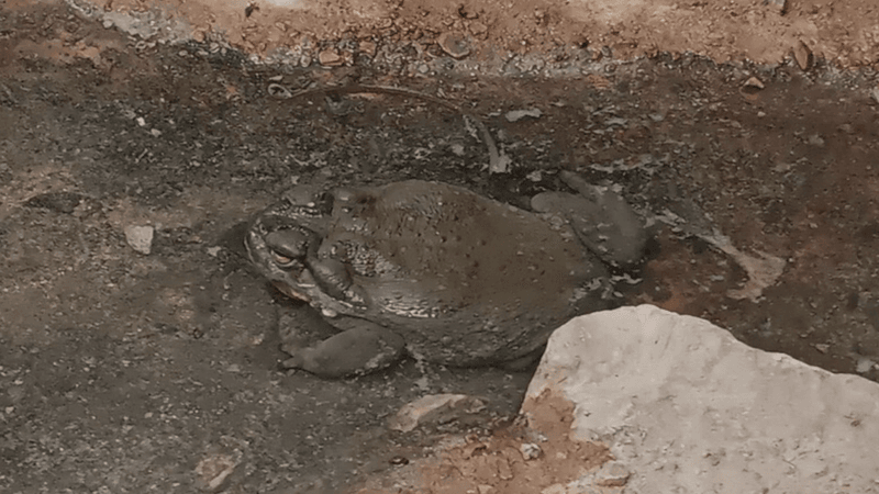 Rain-Filled Pools Give It A Place To Breed