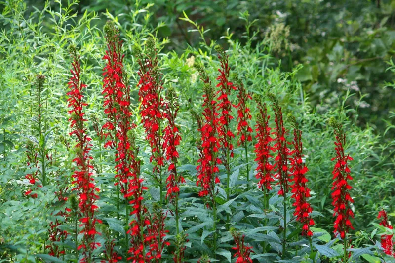 Rain Garden Edges Can Be Its Sweet Spot