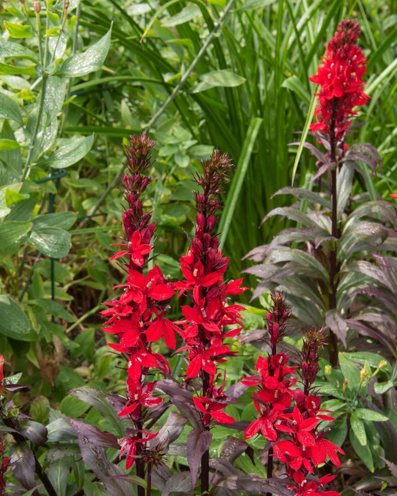 Rain Gardens Are A Perfect Fit