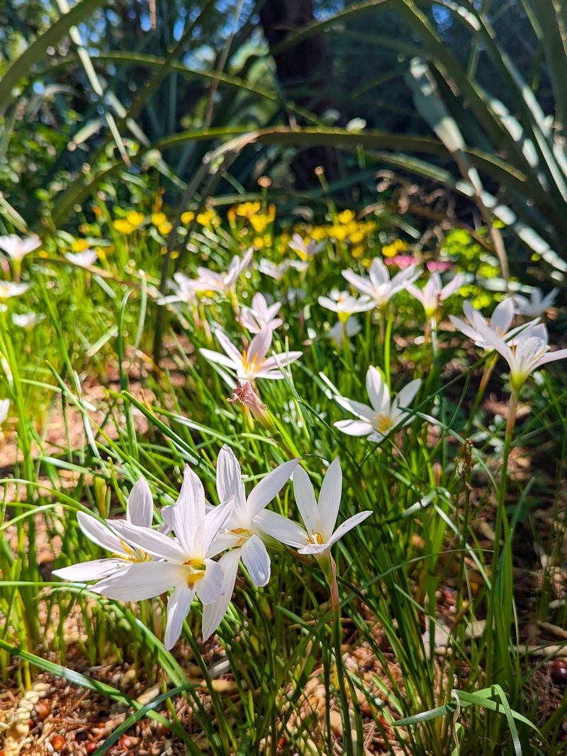 Rain Lilies Produce Delicate Flowers After Seasonal Moisture