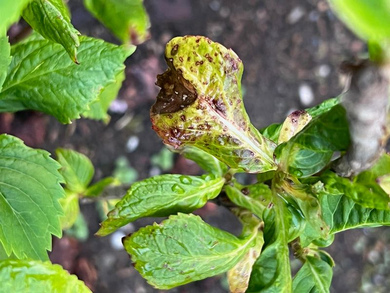 Rain Makes Wet Foliage A Bad Time For Cleanup