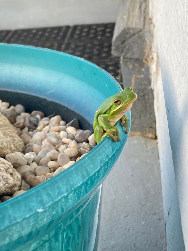 Rain May Have Brought Prey Closer
