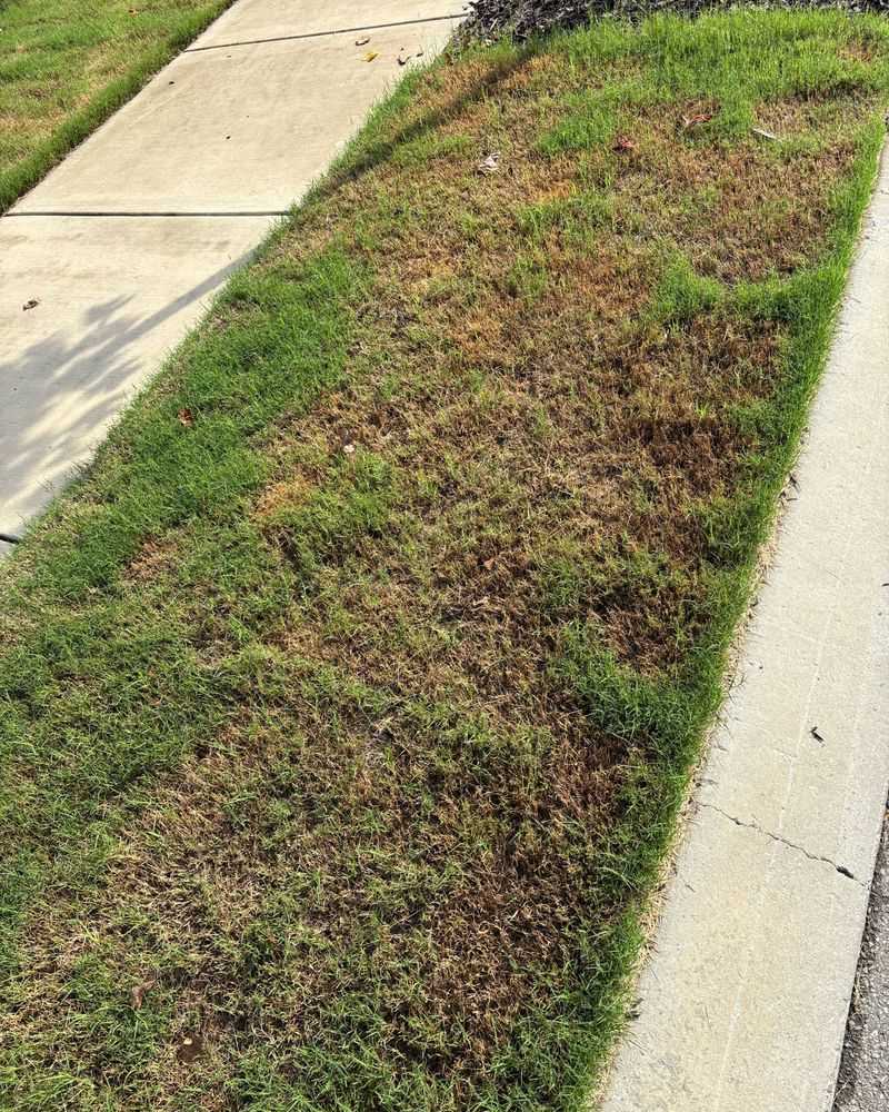 Rain Right After Mowing Spreads Fungal Disease