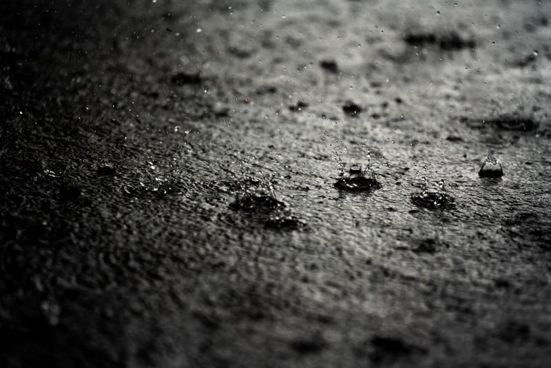Rain Splash Spreads Spores Around Rain Splash Spreads Spores Around