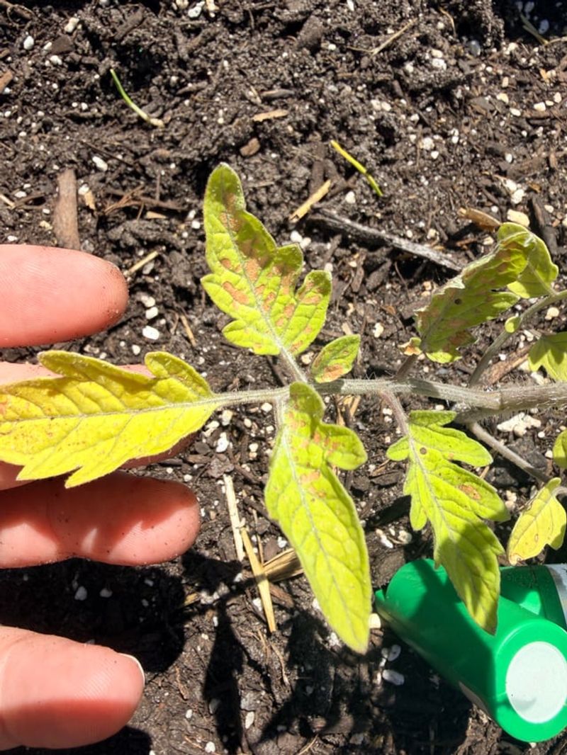 Rain Splashes Pathogens Onto Lower Leaves