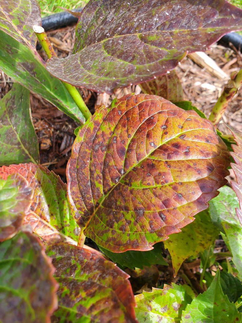 Rain Splashes Spores Between Leaves Rain Splashes Spores Between Leaves