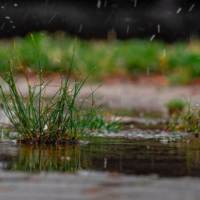 Rainfall Soaks In Without Runoff Waste
