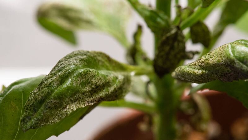 Rainy-Season Humidity Gives Downy Mildew Its Opening