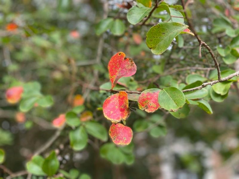 Rainy Summers Create Favorable Conditions