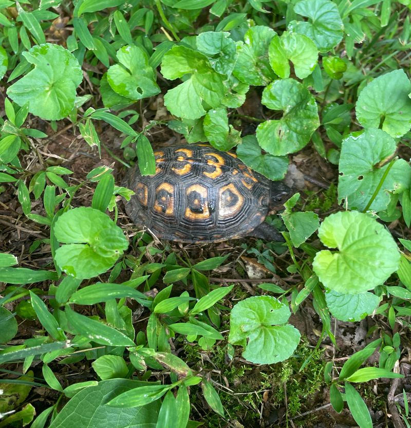 Rainy Weather Often Brings Them Out Into The Open Rainy Weather Often Brings Them Out Into The Open