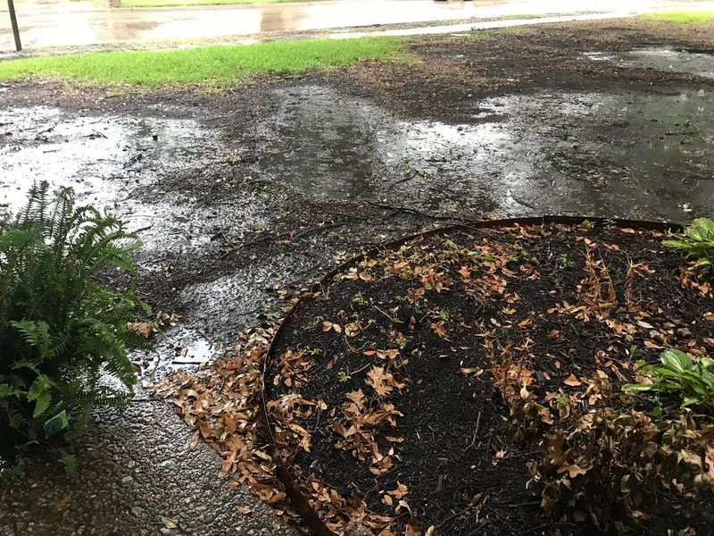 Rainy Weather Turning Mulch Into A Soggy Blanket Rainy Weather Turning Mulch Into A Soggy Blanket