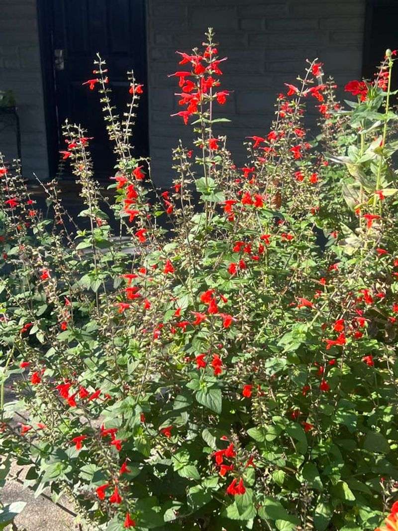 Raise Container Salvia Above Standing Water