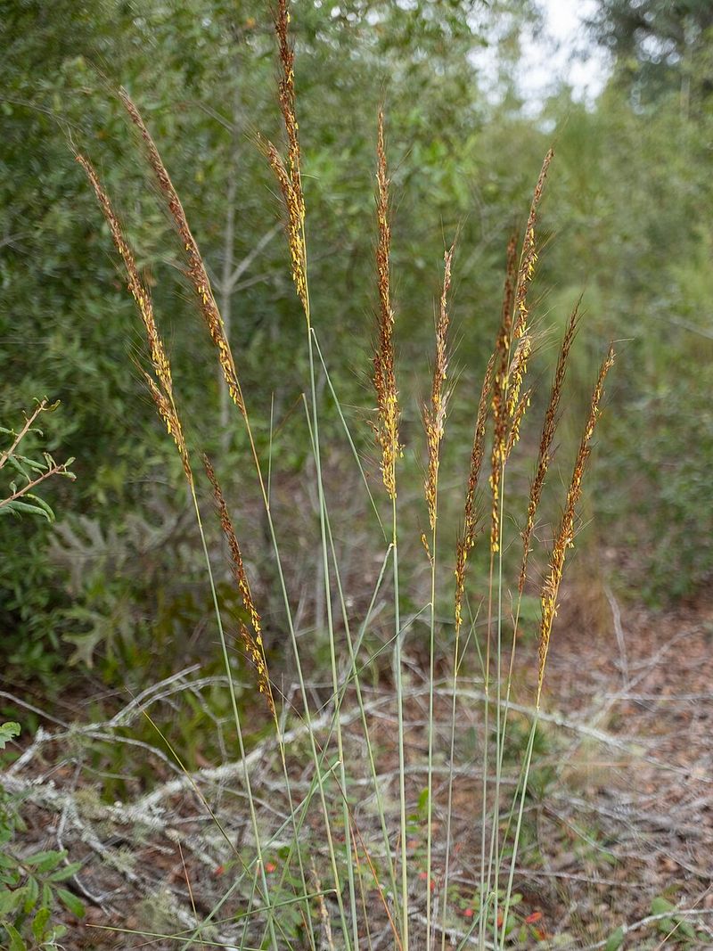 Raise Lopsided Indiangrass Along Dark Yard Edges Raise Lopsided Indiangrass Along Dark Yard Edges