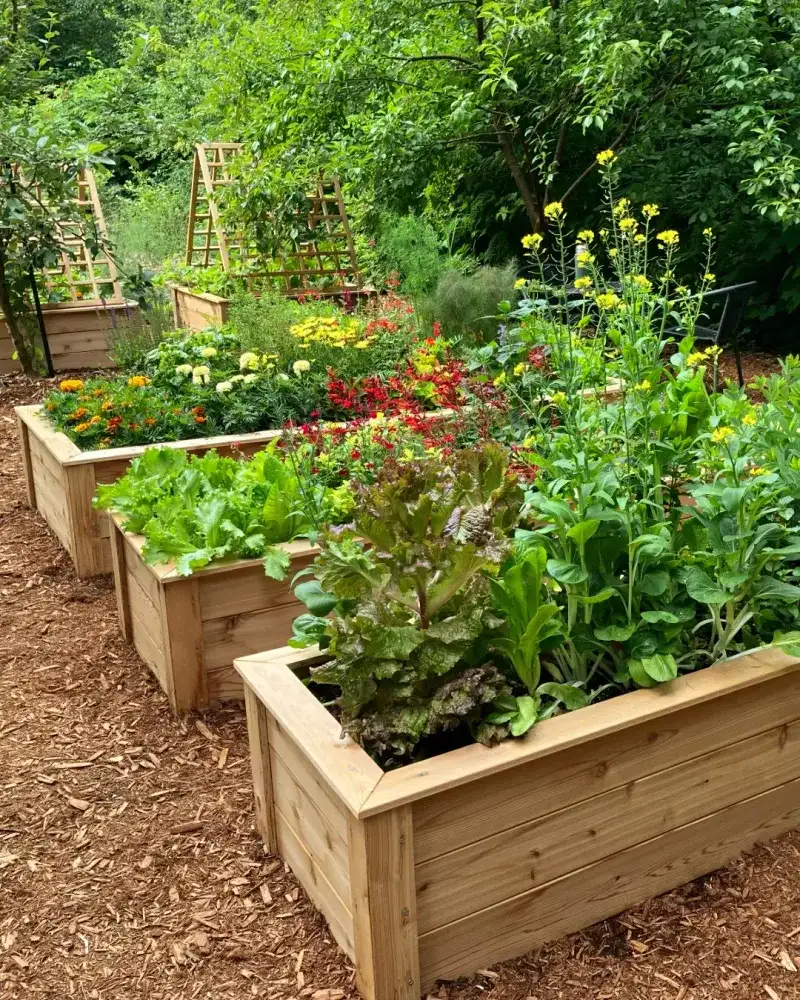 Raised Beds Keep The Main Root Zone Above Ground Level Raised Beds Keep The Main Root Zone Above Ground Level